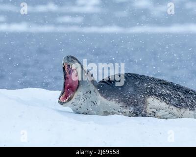 Eine große ausgewachsene Leopardenrobbe (Hydrurga leptonyx), die in der Nähe der Insel Brabant, der Antarktis und der Polarregionen auf Meereis gezogen wurde Stockfoto