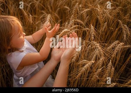 Das Kind und die Mutter streicheln Weizen. Reife Gerste, Getreideernte für Mehl und Brot. Liebe zur Natur, Zärtlichkeit, Glück. Familie auf dem Feld bei Sonnenuntergang. Zitternde Berührungen. Weizenspieß Stockfoto