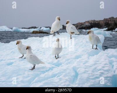 Schneeballvögel (Chionis albus), auf Eis in der Nähe von Joinville Island, Antarktis, Polarregionen Stockfoto