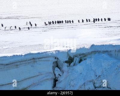 Erwachsene Adeliepinguine (Pygoscelis adeliae), Wandern entlang eines Gletschers, Thule Island, South Sandwich Islands, Südatlantik, Polarregionen Stockfoto