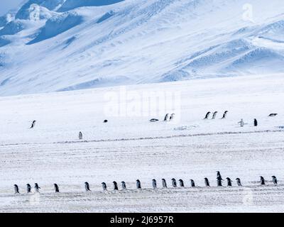 Erwachsene Adeliepinguine (Pygoscelis adeliae), Wandern entlang eines Gletschers, Thule Island, South Sandwich Islands, Südatlantik, Polarregionen Stockfoto