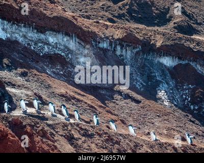 Erwachsene Adeliepinguine (Pygoscelis adeliae), Wandern entlang eines Gletschers, Thule Island, South Sandwich Islands, Südatlantik, Polarregionen Stockfoto