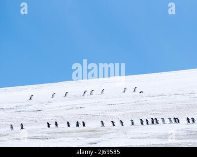 Erwachsene Adeliepinguine (Pygoscelis adeliae), Wandern entlang eines Gletschers, Thule Island, South Sandwich Islands, Südatlantik, Polarregionen Stockfoto