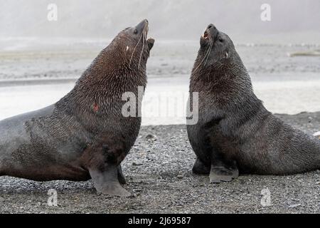 Ein Paar ausgewachsener antarktischer Pelzrobben (Arctocephalus gazella), die in der rechten Walbucht, Südgeorgien, Südatlantik und Polarregionen kämpfen Stockfoto