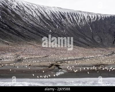 Kinnriemen-Pinguine (Pygoscelis antarcticus) und Adeliepinguine auf Saunders Island, South Sandwich Islands, South Atlantic, Polar Regions Stockfoto