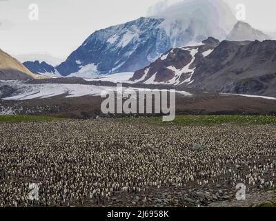 Königspinguin (Aptenodytes patagonicus), größte Brutkolonie in St. Andrews Bay, Südgeorgien, Südatlantik, Polarregionen Stockfoto