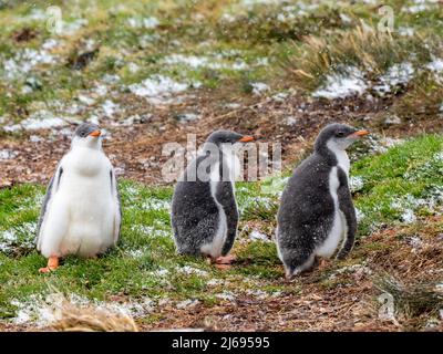 Gentoo-Pinguin (Pygoscelis papua), Küken in einer Brutkolonie in Moltke Harbour, Südgeorgien, Südatlantik, Polarregionen Stockfoto