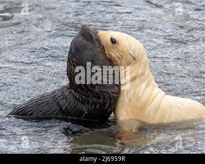 Eine leukistische antarktische Pelzrobbe (Arctocephalus gazella), die mit normalen Welpen in Grytviken, Südgeorgien, Südatlantik, Polarregionen spielt Stockfoto