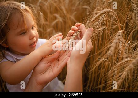 Das Kind und die Mutter streicheln Weizen. Reife Gerste, Getreideernte für Mehl und Brot. Liebe zur Natur, Zärtlichkeit, Glück. Familie auf dem Feld bei Sonnenuntergang. Zitternde Berührungen. Spitze der Weizensonne Stockfoto