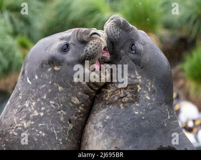 Junge Seeelefantenrobbe (Mirounga leonina), Bullen imitierten Kämpfe in Gold Harbor, Südgeorgien, Südatlantik, Polarregionen Stockfoto