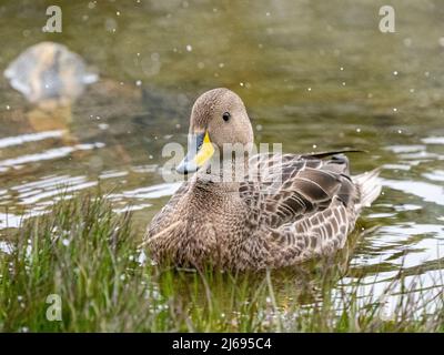 Erwachsene Pintail (Anas georgica georgica), Schwimmen in einem Süßwasserteich, Moltke Harbour, Südgeorgien, Südatlantik, Polarregionen Stockfoto