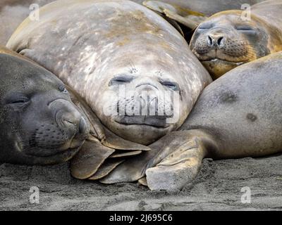 Südliche Elefantenrobben (Mirounga leonina), die sich am Strand von Gold Harbour, Südgeorgien, Südatlantik, Polarregionen ansiegeln Stockfoto