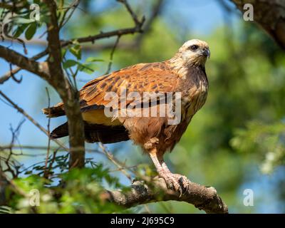 Ein Schwarzhalsfalke (Busarellus nigricollis), Rio Tres Irmao, Mato Grosso, Pantanal, Brasilien, Südamerika Stockfoto