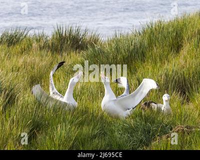 Wandernder Albatros für Erwachsene (Diomedea exulans), Balzvorführung auf Prion Island, Bay of Isles, Südgeorgien, Südatlantik, Polarregionen Stockfoto