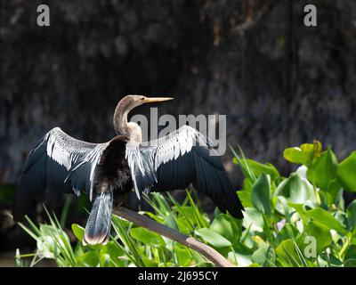 Erwachsene Anhinga (Anhinga anhinga), die ihre Flügel auf dem Rio Tres Irmao, Mato Grosso, Pantanal, Brasilien, Südamerika trocknet Stockfoto