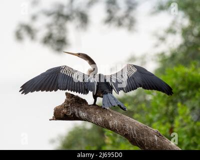 Erwachsene Anhinga (Anhinga anhinga), die ihre Flügel auf dem Rio Tres Irmao, Mato Grosso, Pantanal, Brasilien, Südamerika trocknet Stockfoto