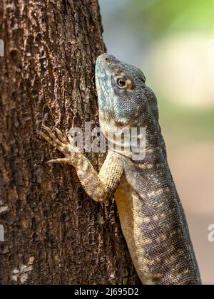 Amazonas-Lavaeidechse (Tropidurus torquatus), Pouso Allegre, Mato Grosso, Pantanal, Brasilien, Südamerika Stockfoto