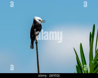 Erwachsener männlicher maskierter Wassertyrann (Fluvicola nengeta), am Ufer des Rio Tres Irmao, Mata Grosso, Pantanal, Brasilien, Südamerika Stockfoto