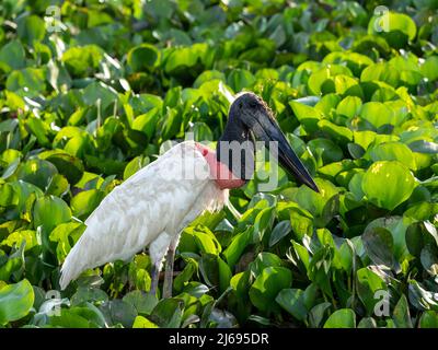 Erwachsener jabiru-Storch (Jabiru mycteri), auf dem Boden in der Nähe von Pouso Allegre, Mata Grosso, Pantanal, Brasilien, Südamerika Stockfoto