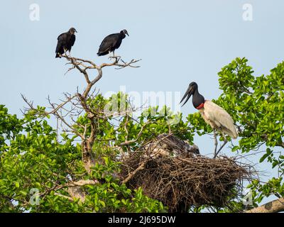 Erwachsener jabiru-Storch (Jabiru mycteria), auf einem Nest in der Nähe von Pouso Allegre, Mata Grosso, Pantanal, Brasilien, Südamerika Stockfoto