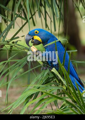 Adulter Hyazintara (Anodorhynchus hyacinthus), in einem Baum am Rio Pixaim, Mata Grosso, Pantanal, Brasilien, Südamerika Stockfoto