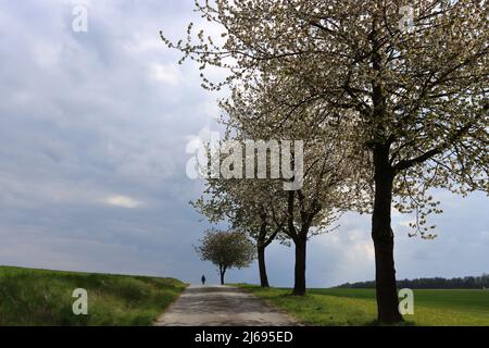 In der Ferne wandert eine alleinstehende Frau unter blühenden Bäumen auf einem sonnendurchfluteten Pfad, der durch grüne Wiesen und Felder führt, Weitwinkelaufnahmen, Copy spac Stockfoto