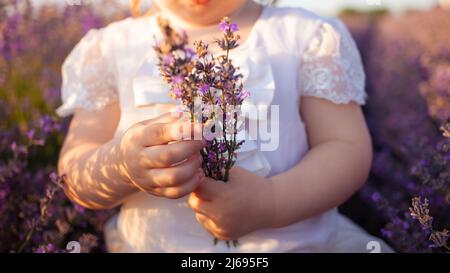 Ein Kind in einem Lavendelfeld. Das kleine Mädchen genießt den Geruch und die schönen Blumen. Lila Büsche mit ätherischem Öl. Liebe zur Natur, Harmonie, Glück und Ruhe. Hält ein Bouquet in den Händen Stockfoto