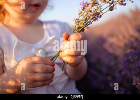 Ein Kind in einem Lavendelfeld. Das kleine Mädchen genießt den Geruch und die schönen Blumen. Lila Büsche mit ätherischem Öl. Liebe zur Natur, Harmonie, Glück und Ruhe. Hält ein Bouquet Stockfoto