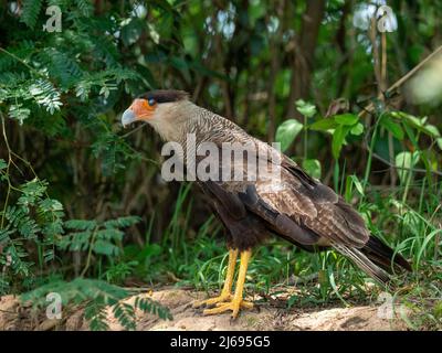 Eine ausgewachsene Karakara mit Südhauben (Caracara plancus) auf dem Rio Cuiaba, Mato Grosso, Pantanal, Brasilien, Südamerika Stockfoto