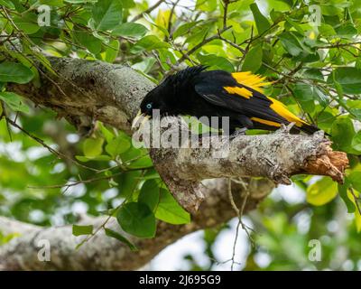 Adulter gelber Cacique (Cacicus cela), am Nest auf dem Rio Tres Irmao, Mato Grosso, Pantanal, Brasilien, Südamerika Stockfoto