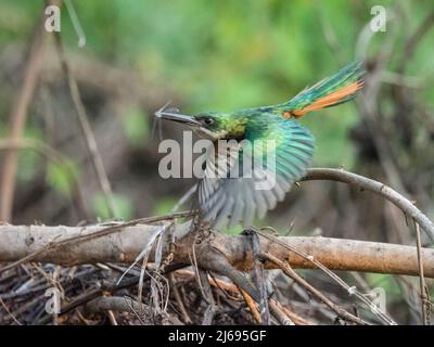 Erwachsener, wilder Jacamar (Galbula ruficauda), mit Insekt am Rio Cuiaba, Mato Grosso, Pantanal, Brasilien, Südamerika Stockfoto