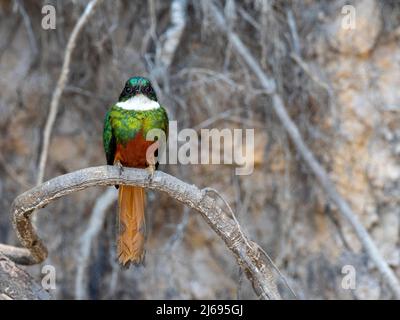 Erwachsener Rüdenjacamar (Galbula ruficauda), auf dem Rio Tres Irmao, Mato Grosso, Pantanal, Brasilien, Südamerika Stockfoto