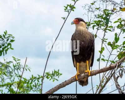 Eine ausgewachsene Karakara mit Südhauben (Caracara plancus) auf dem Rio Pixaim, Mato Grosso, Pantanal, Brasilien, Südamerika Stockfoto