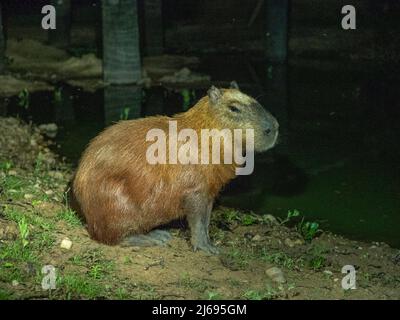 Erwachsene Capybara (Hydrochoerus hydrochaeris), nachts entlang eines Sees in Pouso Allegre, Mato Grosso, Pantanal, Brasilien, Südamerika Stockfoto