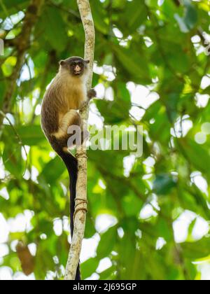 Adulter Schwarzschwanzmarmoset (Mico melanurus), in den Bäumen von Pousada Piuval, Mato Grosso, Pantanal, Brasilien, Südamerika Stockfoto