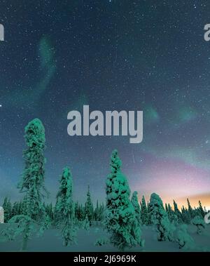 Gefrorene Bäume unter dem Sternenhimmel während der Nordlichter (Aurora Borealis) im Winter, ISO Syote, Lappland, Finnland, Europa Stockfoto