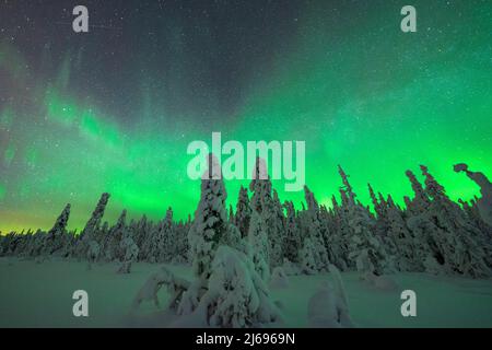 Grüne Lichter der Nordlichter (Aurora Borealis) über gefrorenen Bäumen, die mit Schnee bedeckt sind, ISO Syote, Lappland, Finnland, Europa Stockfoto