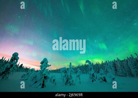 Gefrorene Bäume im Schnee unter dem bunten Himmel während der Nordlichter (Aurora Borealis) im Winter, ISO Syote, Lappland, Finnland, Europa Stockfoto