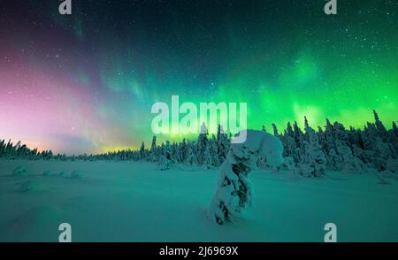 Gefrorene Fichte mit Schnee bedeckt, der im Winter von Nordlichtern (Aurora Borealis) beleuchtet wird, ISO Syote, Lappland, Finnland, Europa Stockfoto