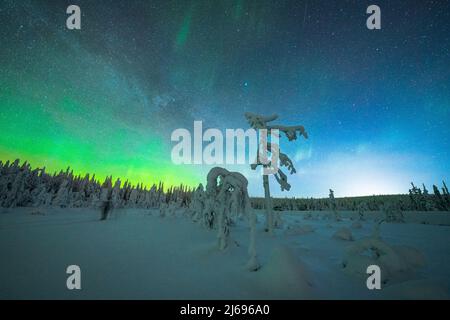 Isolierte gefrorene Bäume im Schnee unter den Nordlichtern (Aurora Borealis) im Winter, ISO Syote, Lappland, Finnland, Europa Stockfoto