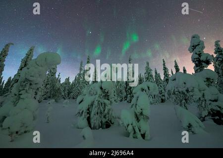 Gefrorene Fichten, die im Winter von Nordlichtern (Aurora Borealis) mit Schnee bedeckt sind, ISO Syote, Lappland, Finnland, Europa Stockfoto