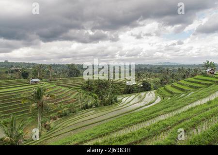 Überflutete Reisterrassen von Jatiluwih an einem bewölkten Tag, Bali, Indonesien, Südostasien Stockfoto