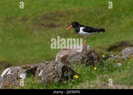 Eurasischer Austernfischer (Haematopus ostralegus), Saksun, Streymoy Island, Färöer-Inseln, Dänemark, Europa Stockfoto