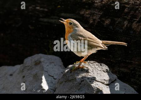 Europäischer Rotkehlchen (Erithacus rubecula), Regionalpark Notranjska, Slowenien, Europa Stockfoto