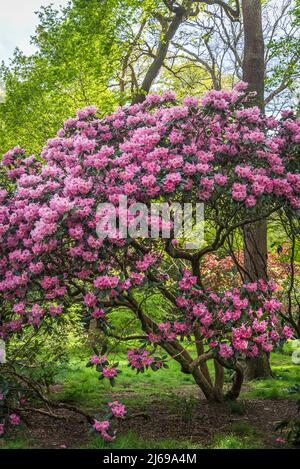 Rhododendronbaum in Isabella Plantation, Richmond Park, London, England, UK Stockfoto