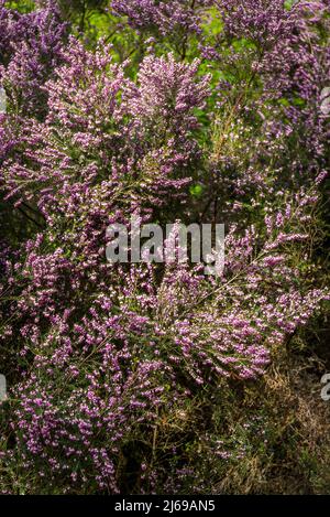 Calluna, Calluna vulgaris, Heidekraut, Leng oder einfach Heidekraut Stockfoto