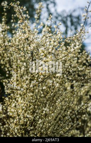 Weiß blühende Heidekraut Stockfoto