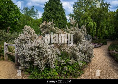 Weiß blühende Heidekraut in Isabella Plantation, Richmond Park, London, England, Großbritannien Stockfoto