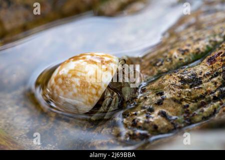 Kleine Einsiedlerkrebs im Sand der Insel Koh Mook, Thailand, Einsiedlerkrebs aus Shell erhalten, erkundet die Umgebung in lokalen Seychelle Strand. Stockfoto