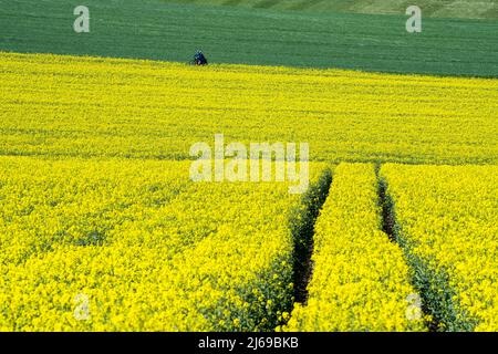 Radweg R1, bei Gewissenruh, Wesertal, Weserbergland, Hessen, Deutschland Stockfoto